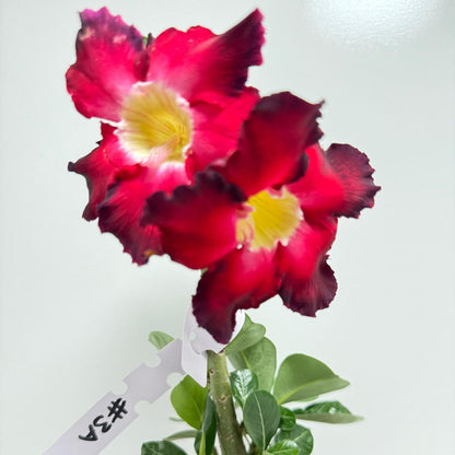 Desert Rose - Adenium Obesum Double layer 3A