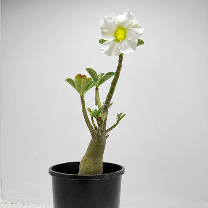 Desert rose - Adenium Obesum  #321