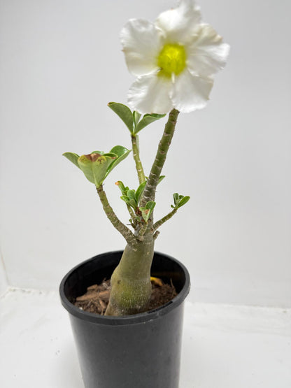 Desert rose - Adenium Obesum  #321