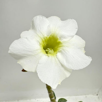 Desert Rose - Adenium Obesum #322