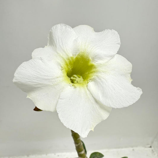 Desert Rose - Adenium Obesum #322