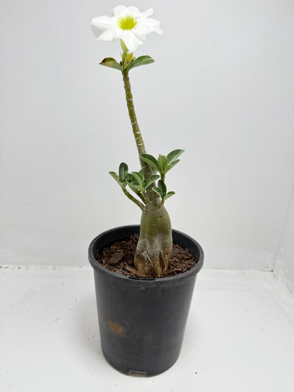 Desert Rose - Adenium Obesum #322