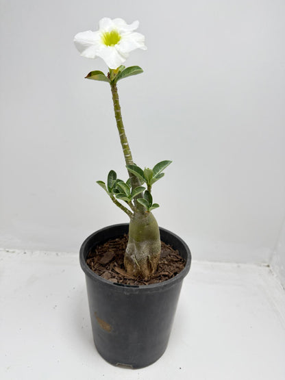Desert Rose - Adenium Obesum #322
