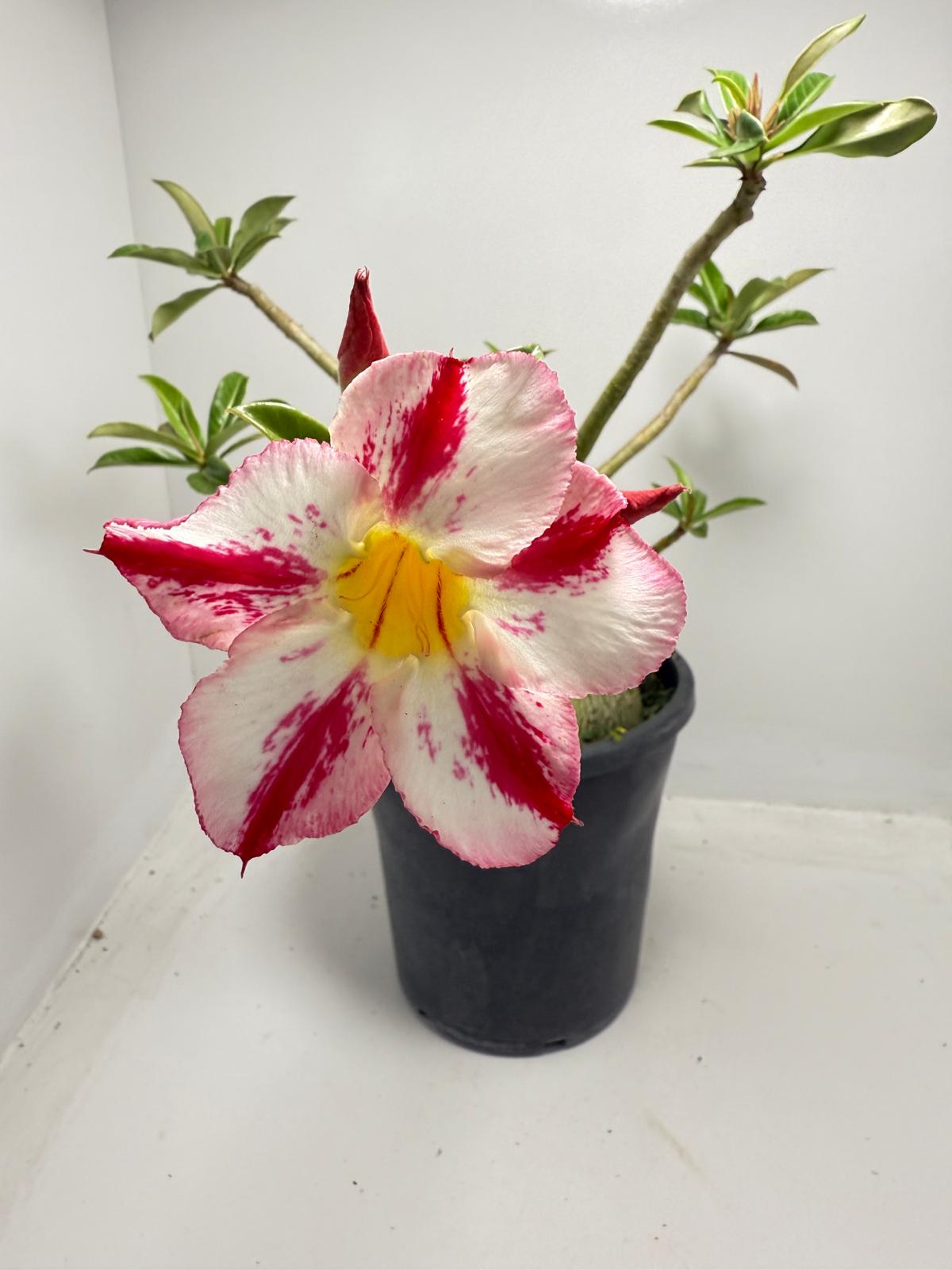 Desert Rose - Adenium Obesum #82