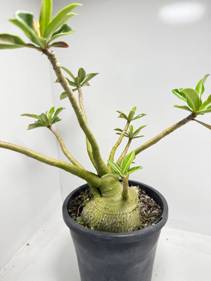 Desert Rose - Adenium Obesum #82