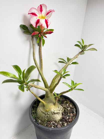 Desert Rose - Adenium Obesum #82