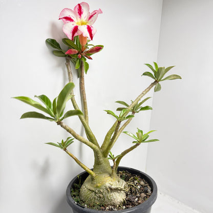 Desert Rose - Adenium Obesum #82