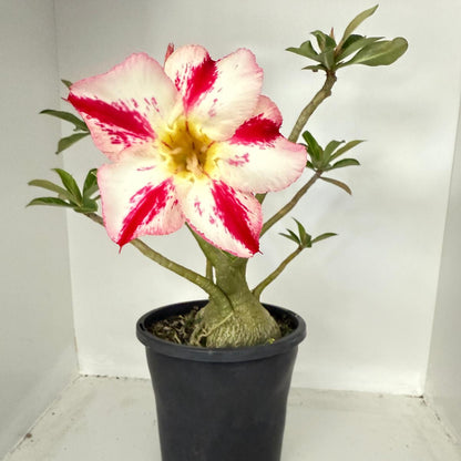 Desert Rose - Adenium Obesum #82