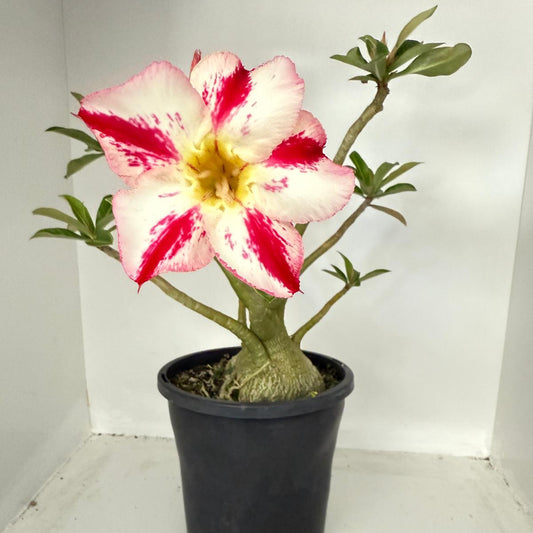 Desert Rose - Adenium Obesum #82
