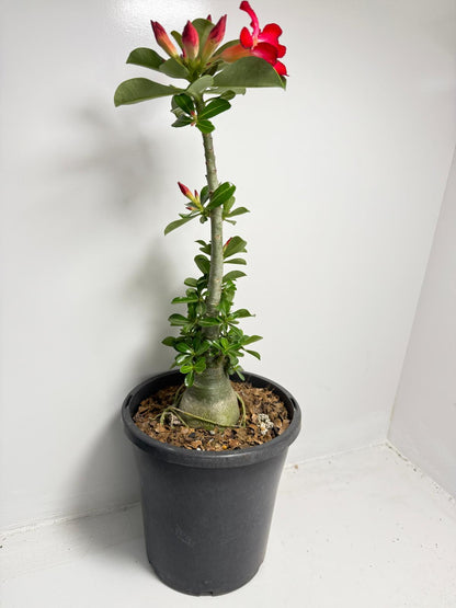 Desert Rose - Adenium Obesum 83
