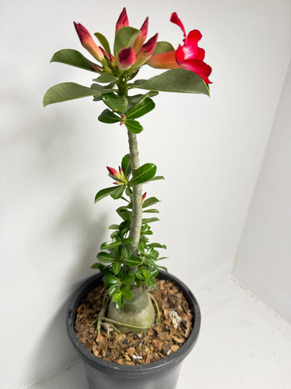 Desert Rose - Adenium Obesum 83