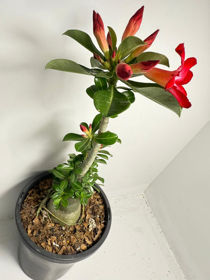Desert Rose - Adenium Obesum 83
