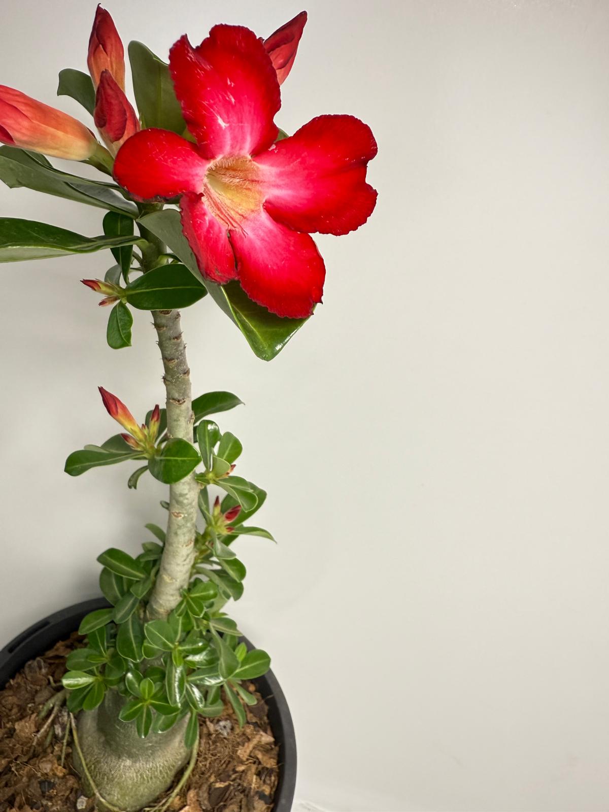 Desert Rose - Adenium Obesum 83