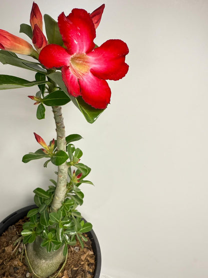 Desert Rose - Adenium Obesum 83