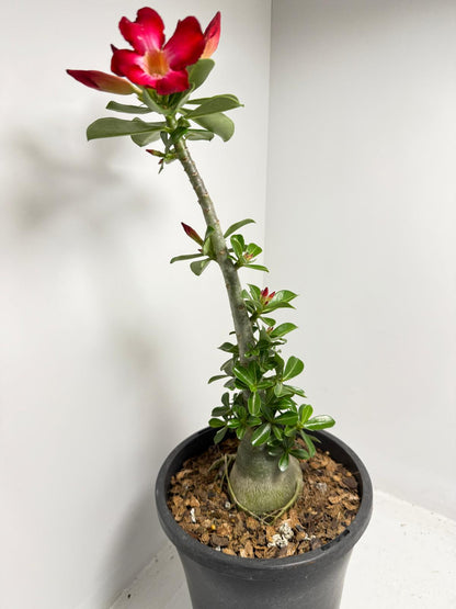 Desert Rose - Adenium Obesum 83