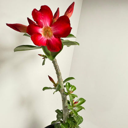 Desert Rose - Adenium Obesum 83