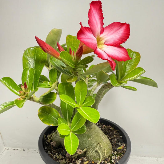 Desert Rose - Adenium Obesum 84
