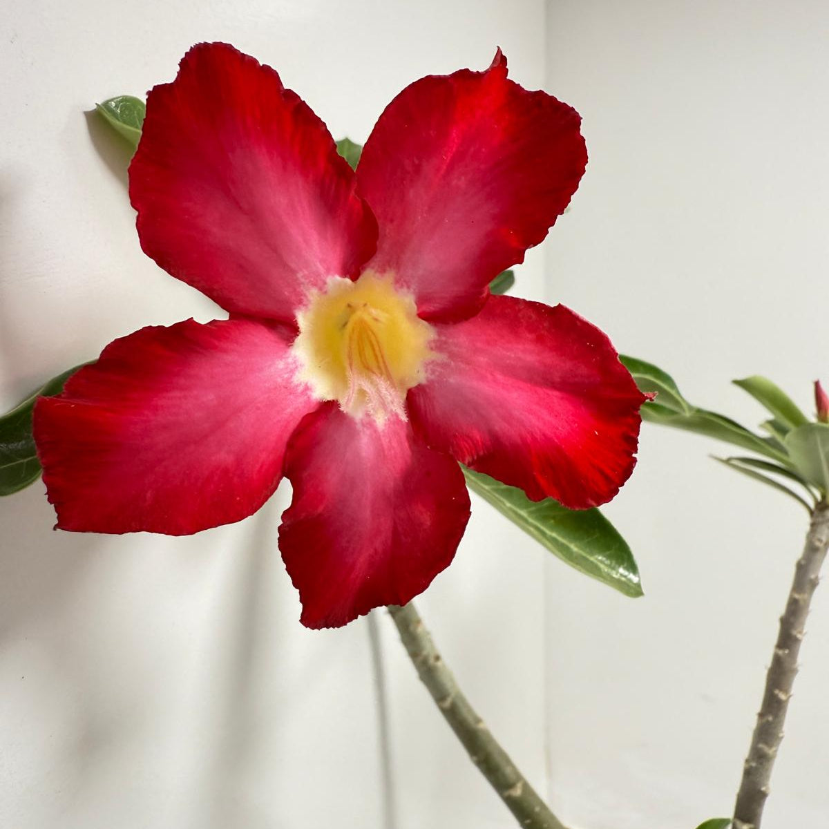Desert Rose - Adenium Obesum #85