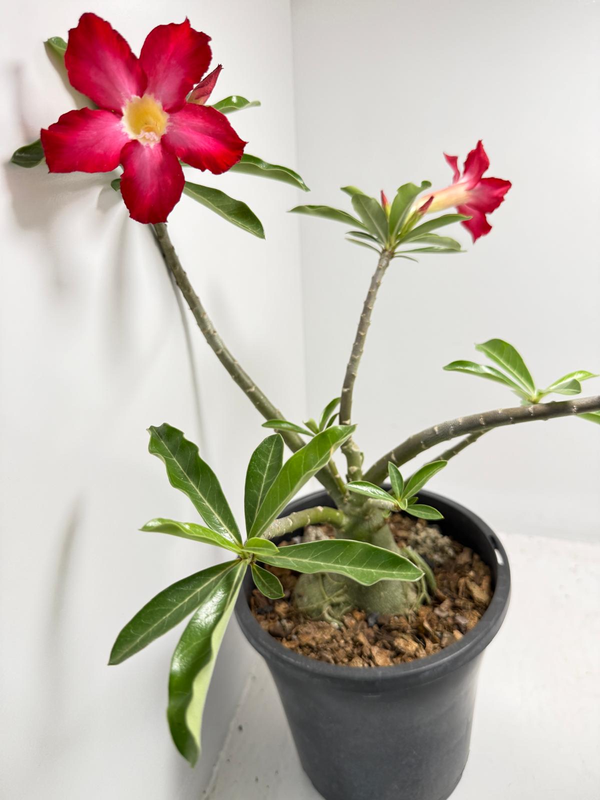 Desert Rose - Adenium Obesum #85