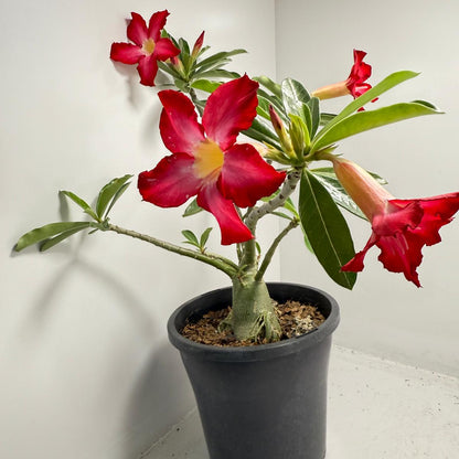 Desert Rose - Adenium Obesum #85
