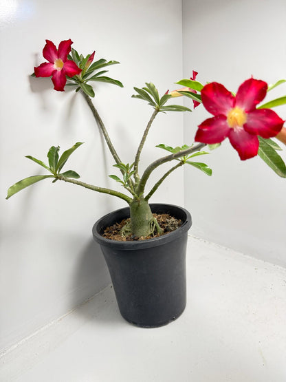 Desert Rose - Adenium Obesum #85