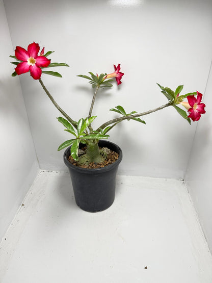 Desert Rose - Adenium Obesum #85