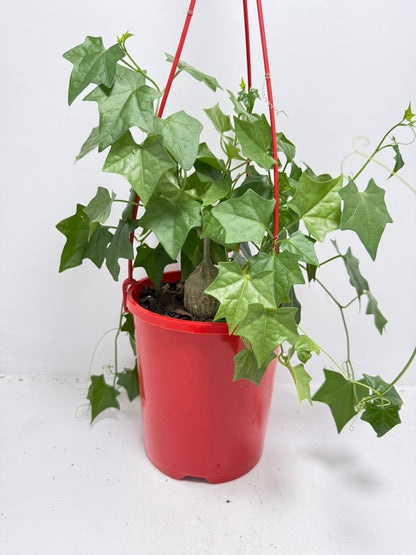 Gerradanthus Macrorizus