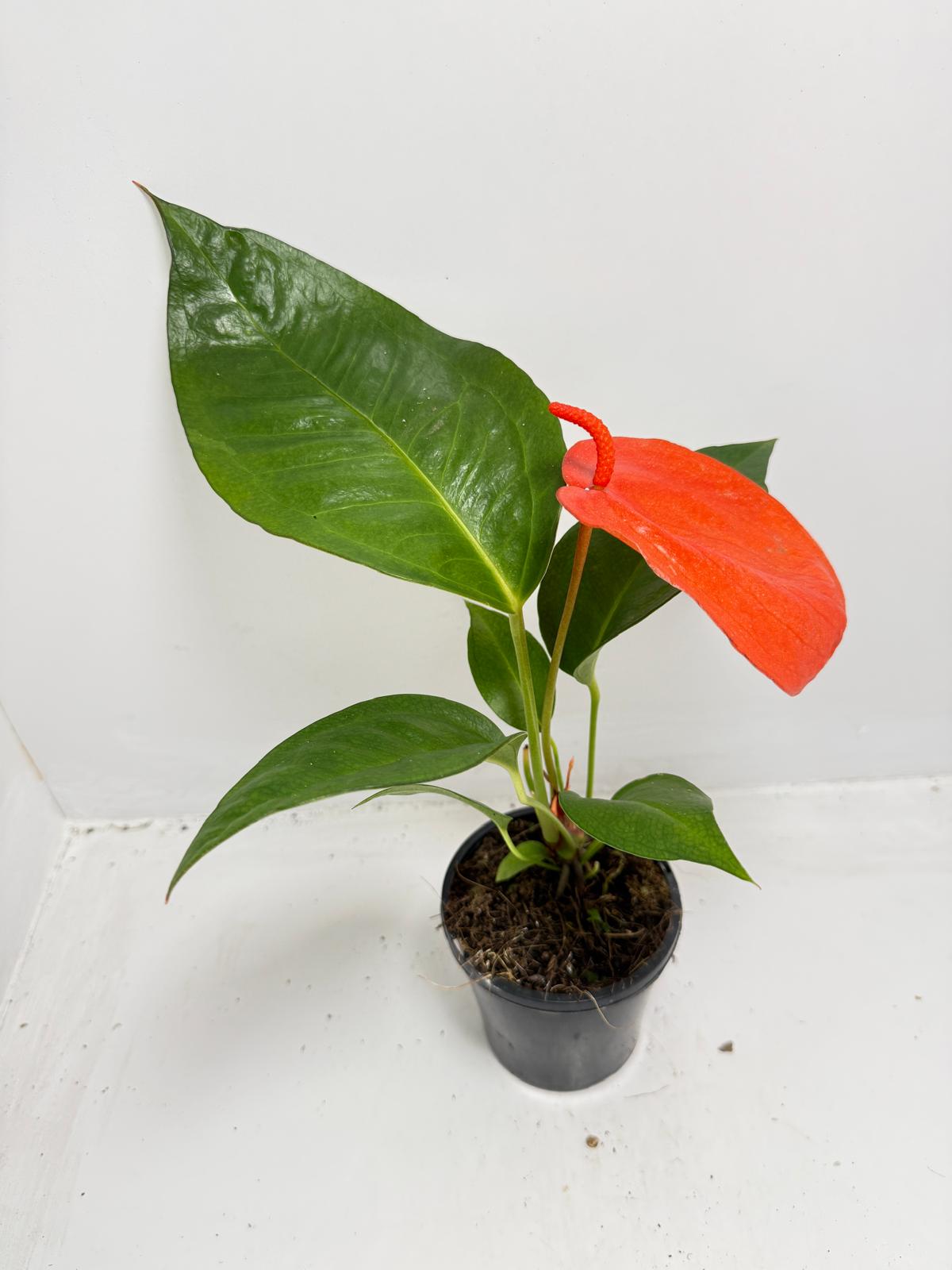 Anthurium Scherzerianum Pigtail-  Christine Red 100mm -with pot