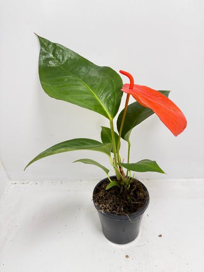 Anthurium Scherzerianum Pigtail-  Christine Red 100mm -with pot