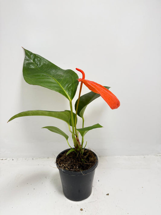 Anthurium Suzan Scherzerianum Pigtail- Christine Red 100mm -with pot