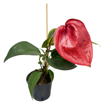 Anthurium Scherzerianum Pigtail- Choco 100mm -with pot