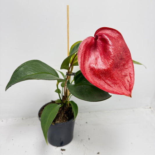 Anthurium Suzan Scherzerianum Pigtail- Choco 100mm -with pot