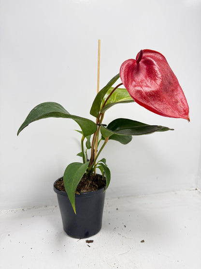 Anthurium Scherzerianum Pigtail- Choco 100mm -with pot