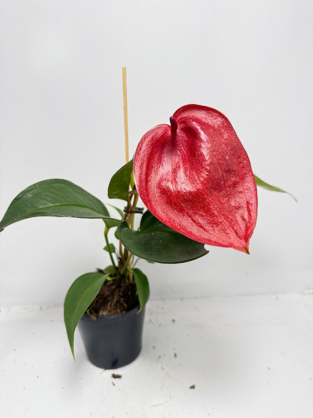 Anthurium Scherzerianum Pigtail- Choco 100mm -with pot