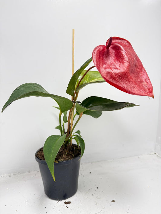 Anthurium Suzan Scherzerianum Pigtail- Choco 100mm -with pot