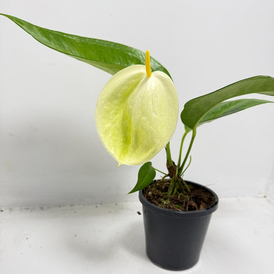 Anthurium Suzan Scherzerianum Pigtail- Christine White 100mm -with pot