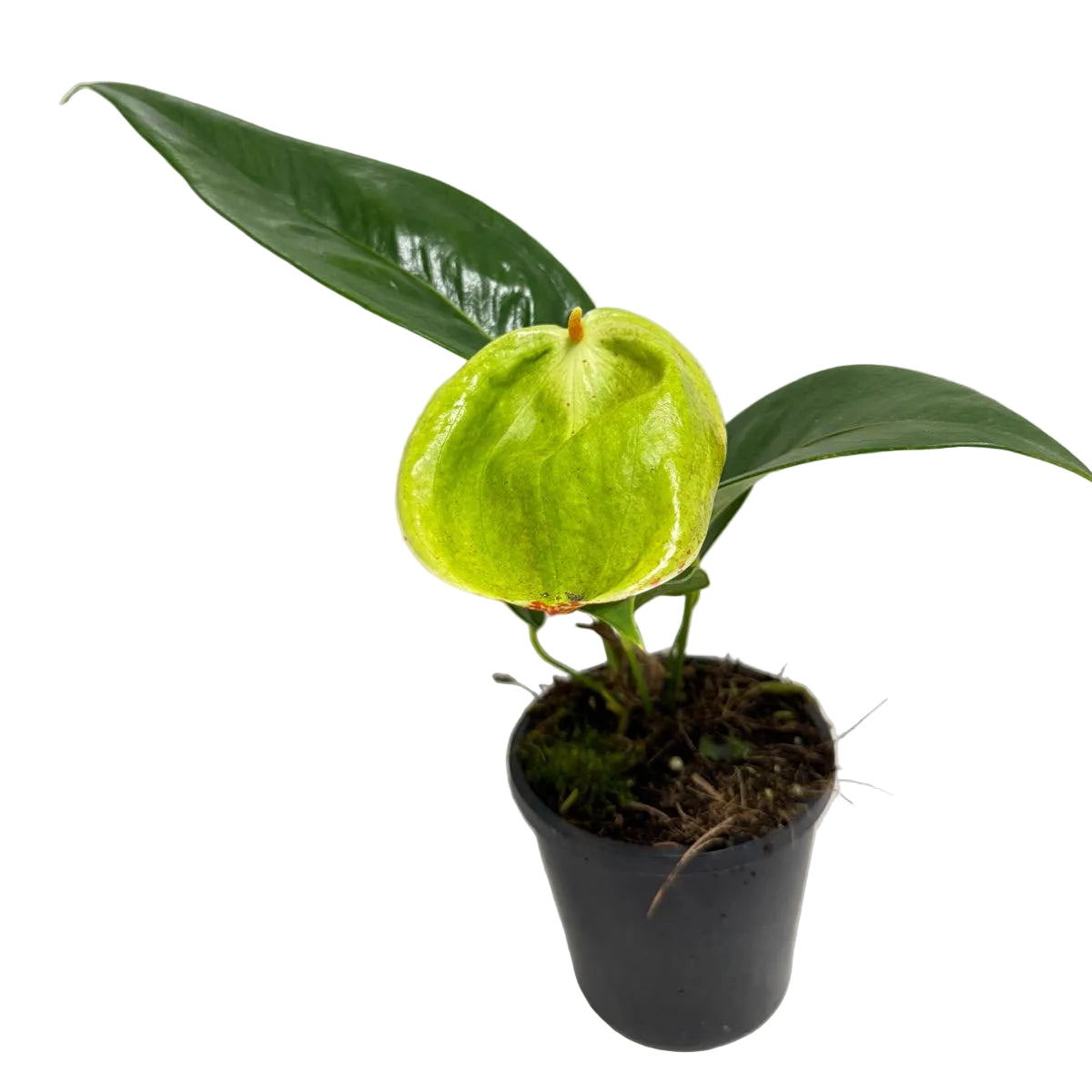 Anthurium Scherzerianum Pigtail- Britt - 100mm with pot