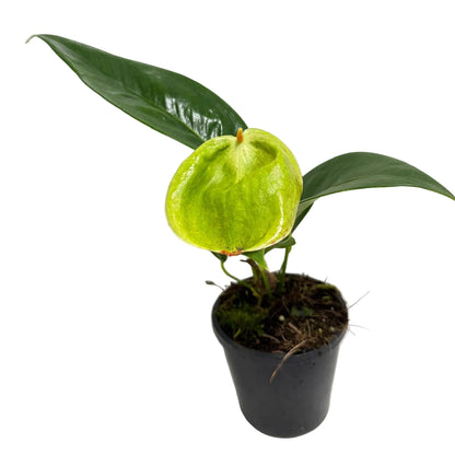 Anthurium Scherzerianum Pigtail- Britt - 100mm with pot