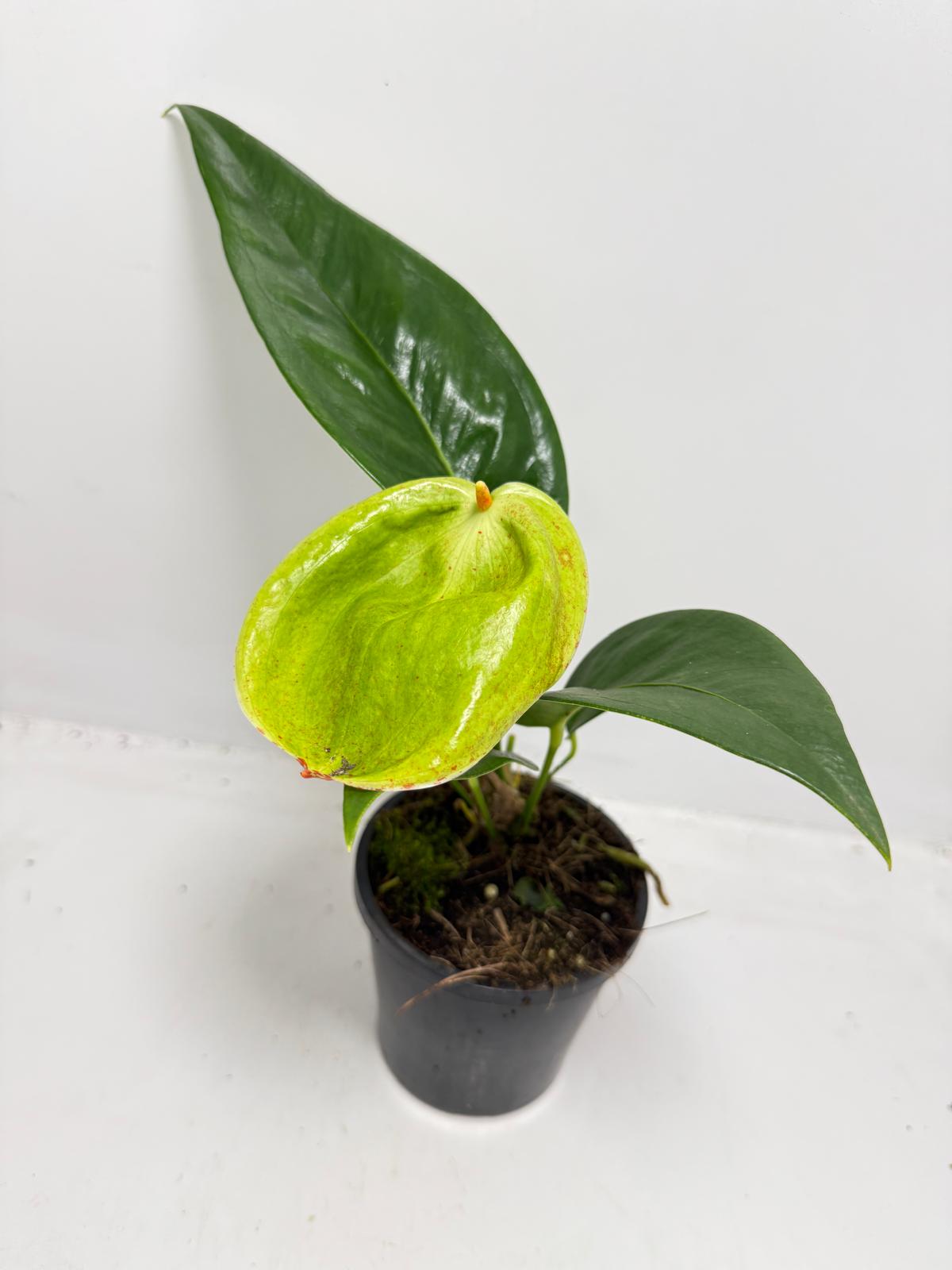 Anthurium Scherzerianum Pigtail- Britt - 100mm with pot