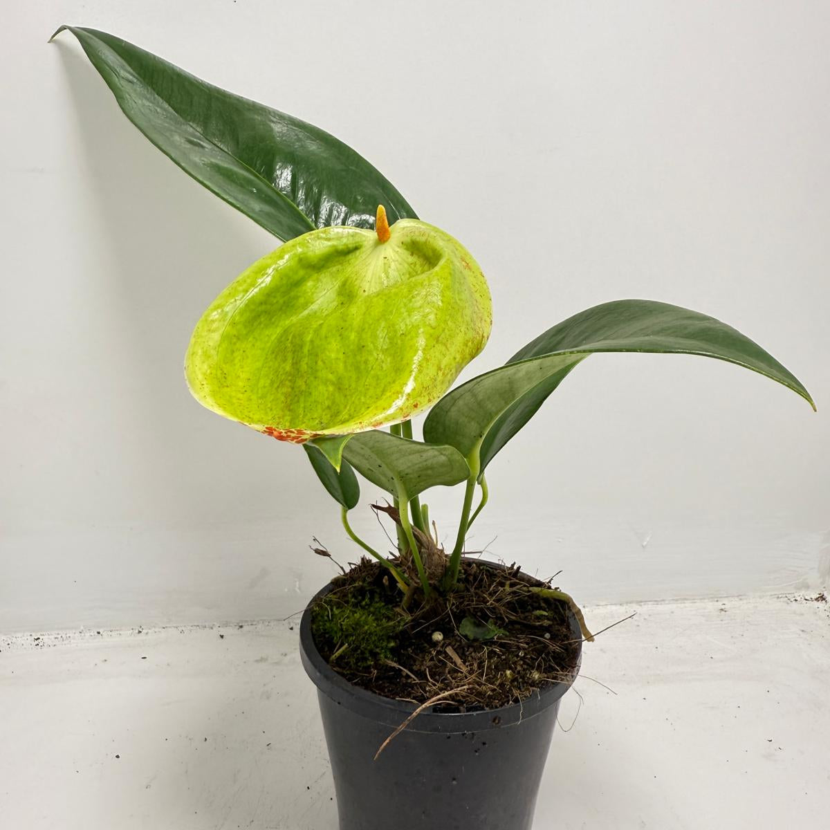 Anthurium Scherzerianum Pigtail- Britt - 100mm with pot