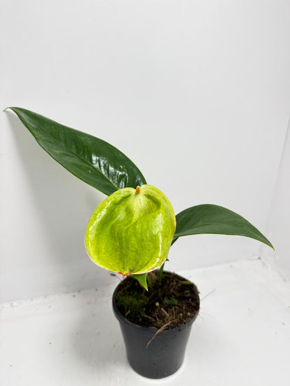 Anthurium Scherzerianum Pigtail- Britt - 100mm with pot