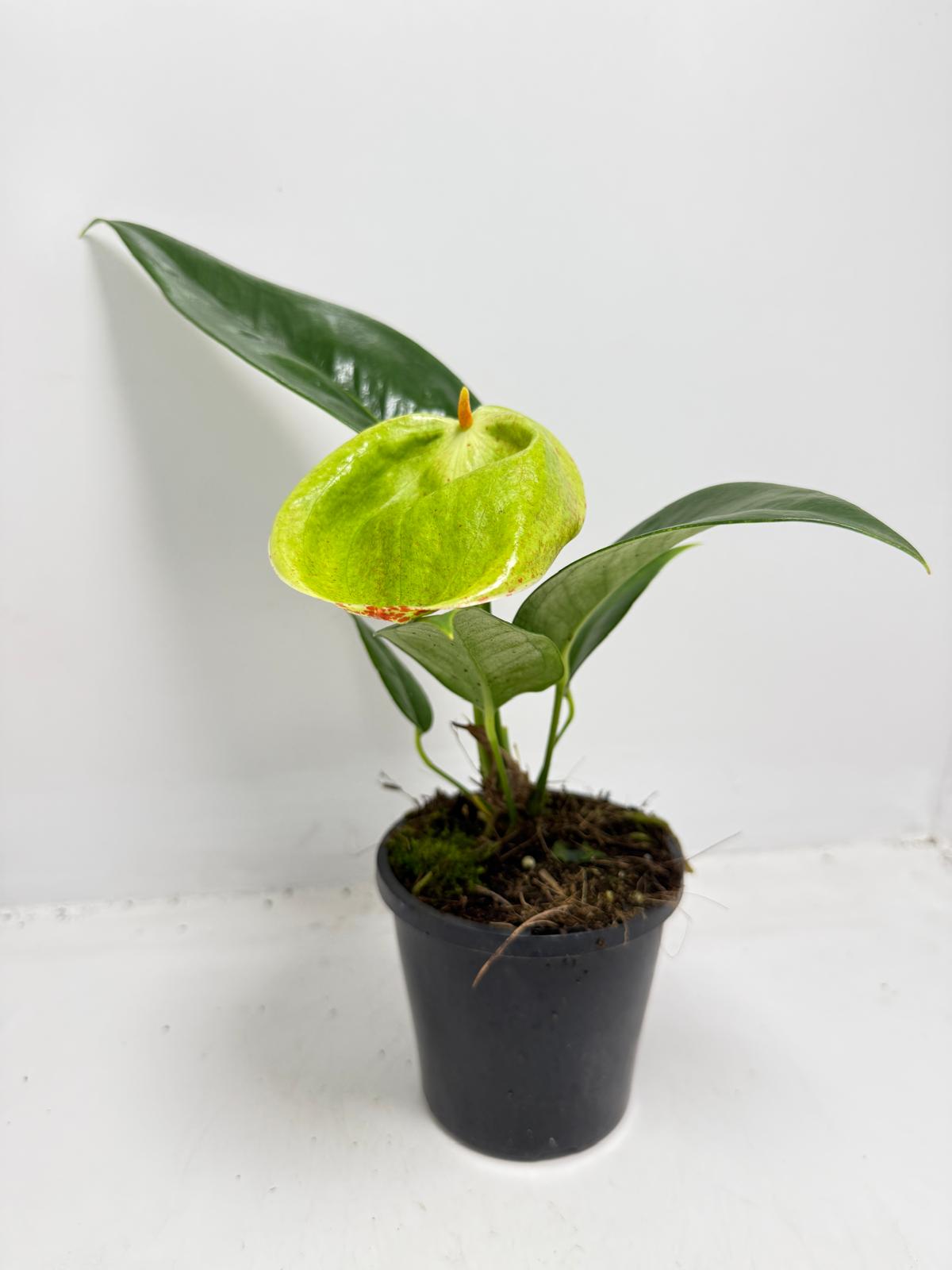 Anthurium Scherzerianum Pigtail- Britt - 100mm with pot