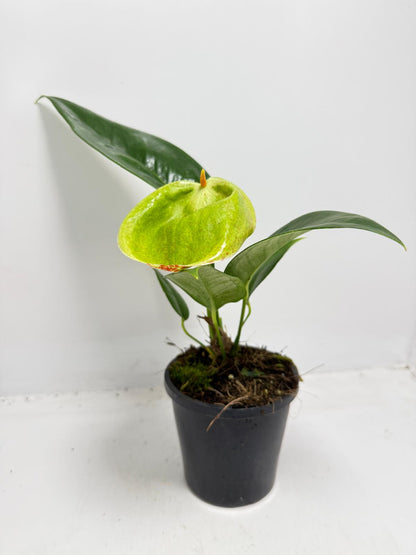 Anthurium Scherzerianum Pigtail- Britt - 100mm with pot