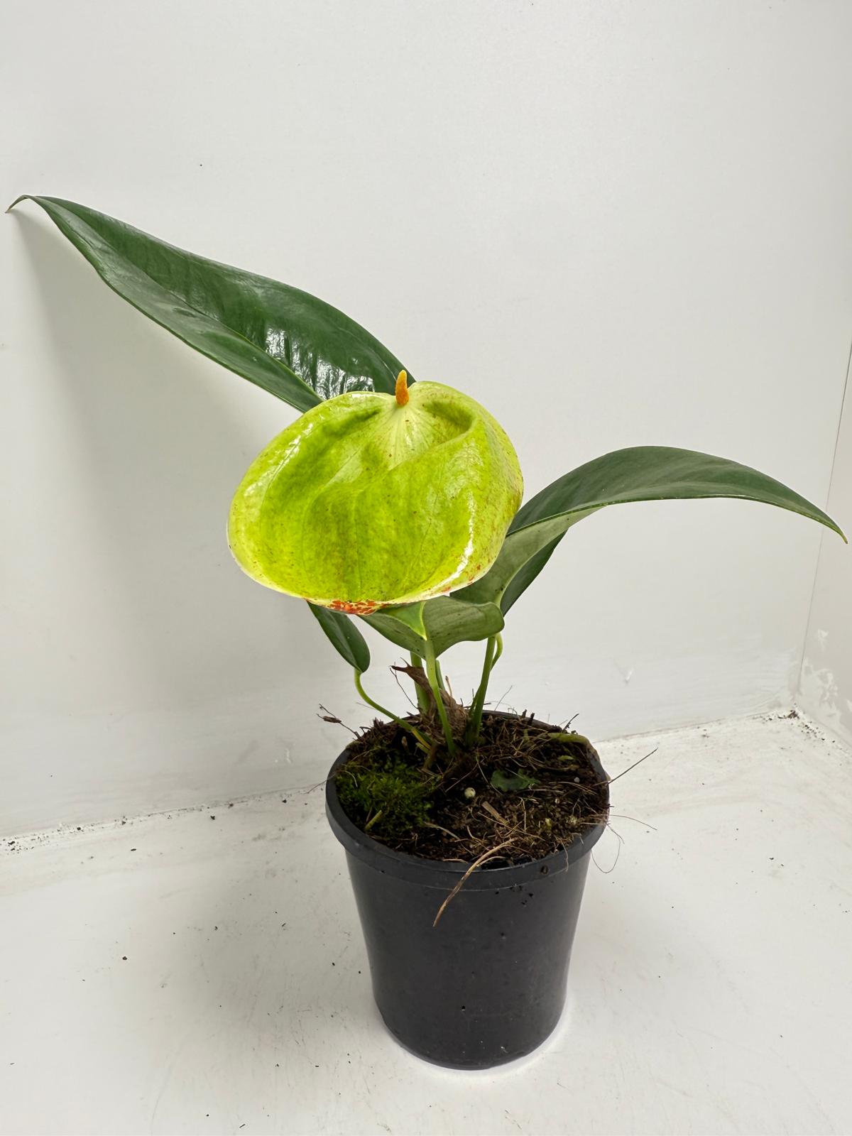 Anthurium Scherzerianum Pigtail- Britt - 100mm with pot