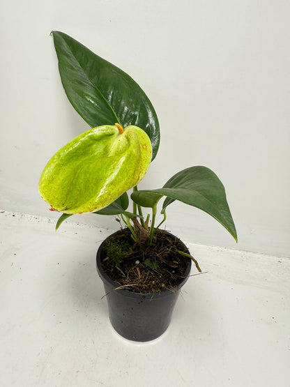 Anthurium Scherzerianum Pigtail- Britt - 100mm with pot