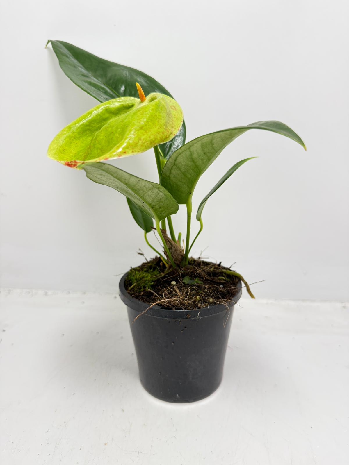 Anthurium Scherzerianum Pigtail- Britt - 100mm with pot