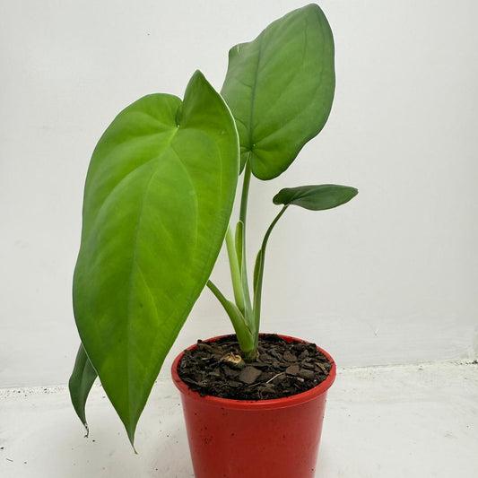 Syngonium ‘Frosted Hearts’ – Frosted Variegated Arrowhead Plant | 130mm