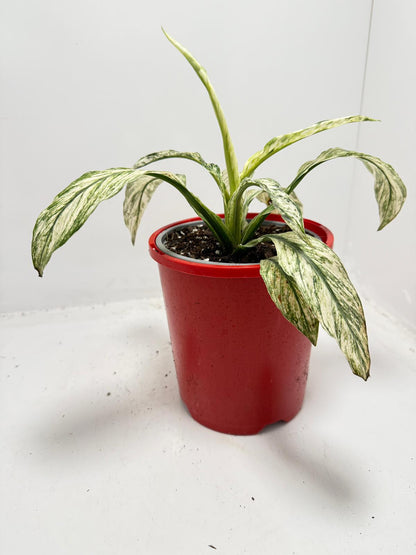 Spathiphyllum Sensation Variegata – Premium Variegated 130mm