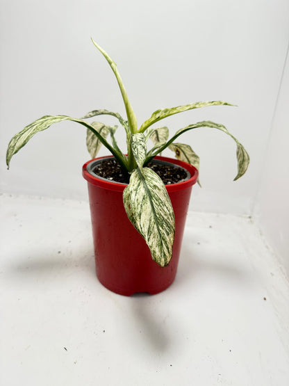 Spathiphyllum Sensation Variegata – Premium Variegated 130mm