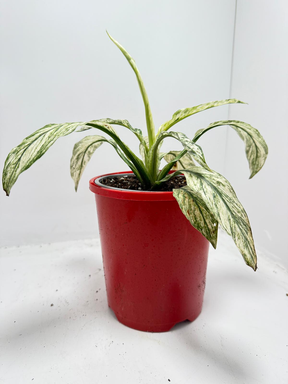 Spathiphyllum Sensation Variegata – Premium Variegated 130mm